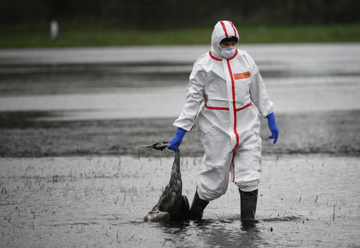 Experts Caution That H9N2 Bird Flu Virus May Present Human Pandemic Threat – Mirror Brief